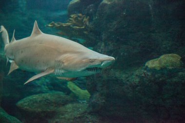 Siyah uçlu köpek balığı Carcharhinus limbatus bir mercan kayalığı tropikal boyunca yüzüyor.