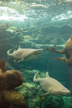 Siyah uçlu köpek balığı Carcharhinus limbatus bir mercan kayalığı tropikal boyunca yüzüyor.