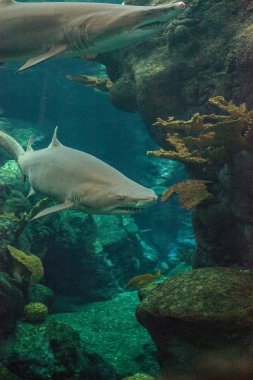 Siyah uçlu köpek balığı Carcharhinus limbatus bir mercan kayalığı tropikal boyunca yüzüyor.