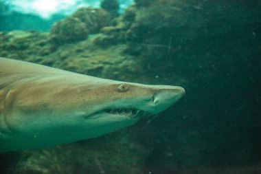 Siyah uçlu köpek balığı Carcharhinus limbatus bir mercan kayalığı tropikal boyunca yüzüyor.