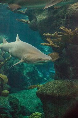 Siyah uçlu köpek balığı Carcharhinus limbatus bir mercan kayalığı tropikal boyunca yüzüyor.