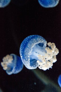 Denizanası Phyllorhiza punctata lekeli mavi renkli Avustralya