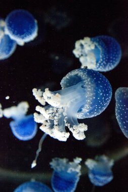 Denizanası Phyllorhiza punctata lekeli mavi renkli Avustralya