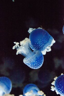 Denizanası Phyllorhiza punctata lekeli mavi renkli Avustralya