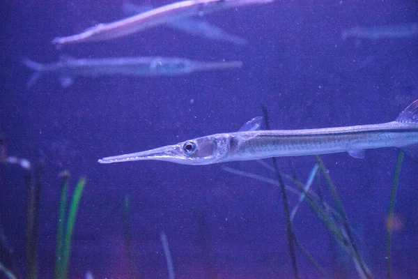 Peixe Agulha Atlântico Strongylura Marina Peixe Frequentemente Encontrado Marinas Outros — Fotografia de Stock