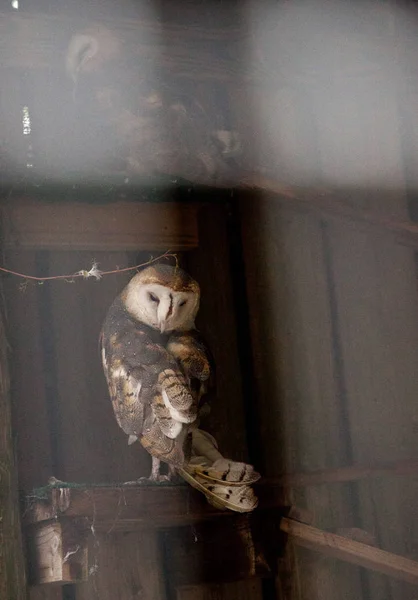 Peçeli Baykuş Tyto Alba Yaz Ahırda Gölgeler Içinde — Stok fotoğraf