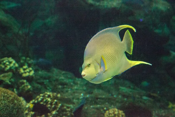 Bermuda Azul Angelfish Holacanthus Bermudensis Nada Através Recife Coral — Fotografia de Stock