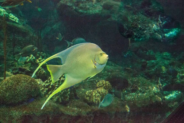 Bermuda Azul Angelfish Holacanthus Bermudensis Nada Através Recife Coral — Fotografia de Stock