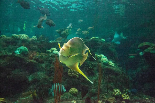 Bermuda Blue Angelfish Holacanthus Bermudensis Zwemt Een Koraalrif — Stockfoto