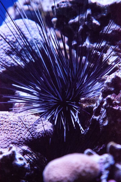 Black sea urchin also called lime urchin Diadema antillarum — Stock Photo, Image