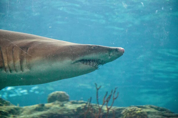 黑鳍鲨鱼 Carcharhinus Limbatus 沿热带珊瑚礁游泳 — 图库照片