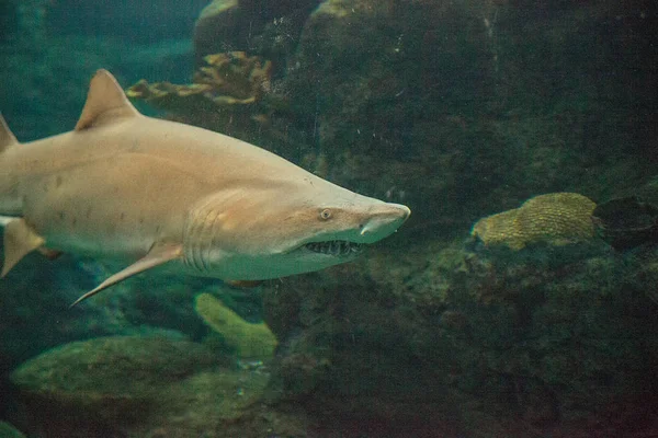 Zwartpunthaai Carcharhinus Limbatus Zwemt Langs Een Koraalrif Tropen — Stockfoto