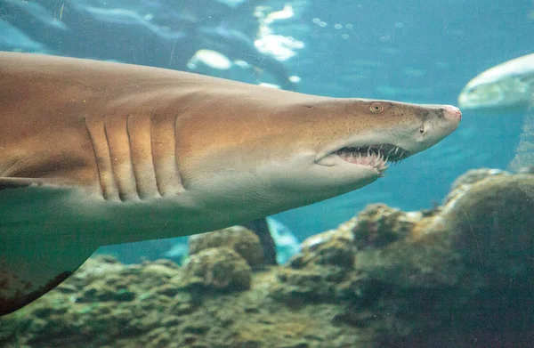 Zwartpunthaai Carcharhinus Limbatus Zwemt Langs Een Koraalrif Tropen — Stockfoto