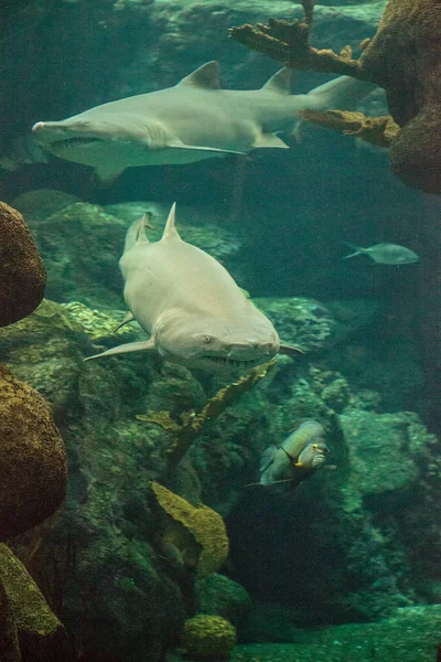 Zwartpunthaai Carcharhinus Limbatus Zwemt Langs Een Koraalrif Tropen — Stockfoto