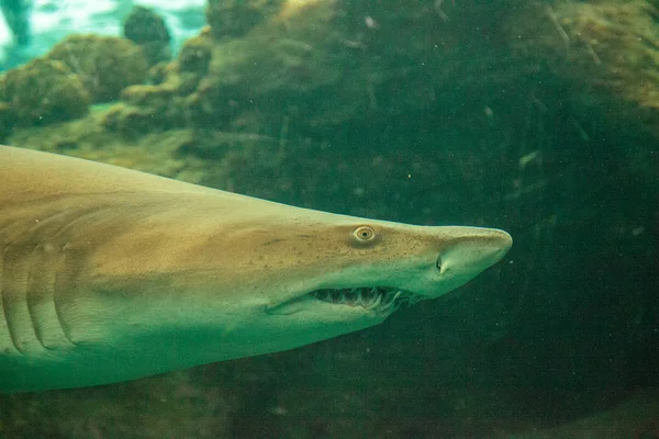 黑鳍鲨鱼 Carcharhinus Limbatus 沿热带珊瑚礁游泳 — 图库照片
