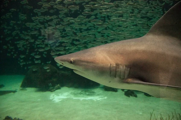 黑鳍鲨鱼 Carcharhinus Limbatus 沿热带珊瑚礁游泳 — 图库照片