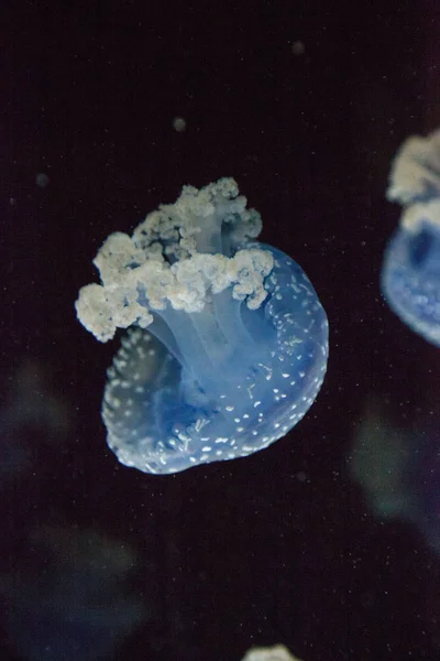 Medusas Manchadas Australianas Color Azul Phyllorhiza Punctata Flota Pacíficamente Agua — Foto de Stock