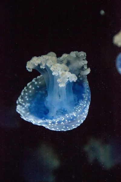 Niebieski Kolorowych Australijski Spotted Jellyfish Phyllorhiza Punctata Spokojnie Unosi Się — Zdjęcie stockowe