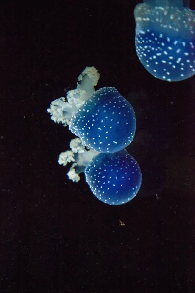 Blue Colored Australian Spotted Jellyfish Phyllorhiza Punctata Floats Peacefully Marine — Stock Photo, Image