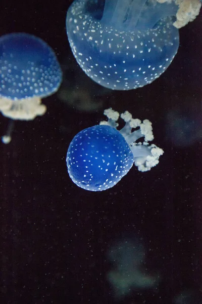 Medusas Manchadas Australianas Color Azul Phyllorhiza Punctata Flota Pacíficamente Agua — Foto de Stock