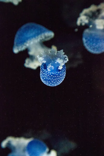 Blue colored Australian spotted jellyfish Phyllorhiza punctata — Stock Photo, Image