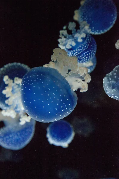 Medusas Manchadas Australianas Color Azul Phyllorhiza Punctata Flota Pacíficamente Agua — Foto de Stock