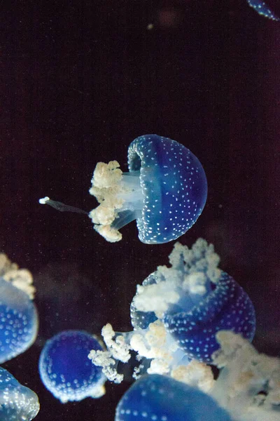 Medusas Manchadas Australianas Color Azul Phyllorhiza Punctata Flota Pacíficamente Agua — Foto de Stock
