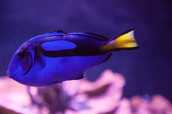 Poisson Bleu Hippo Tang Paracanthurus Hepatus Nage Dessus Récif Corallien — Photo