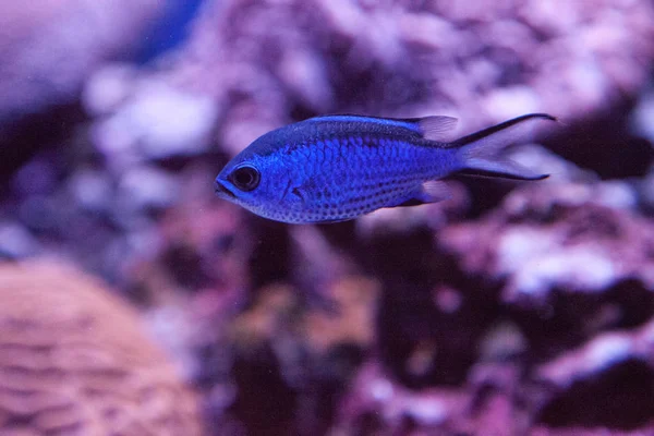Blauwe reef chromis, damselfish Chromis cyaneus — Stockfoto