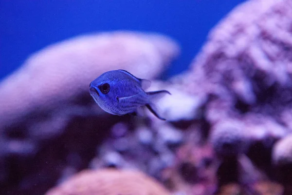 Blauwe Reef Chromis Damselfish Chromis Cyaneus Zwemt Door Middel Van — Stockfoto