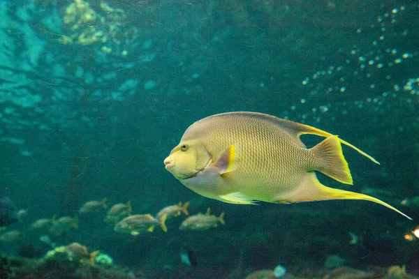 Bermuda Blue Angelfish Holacanthus Bermudensis Swims Coral Reef Royalty Free Stock Images