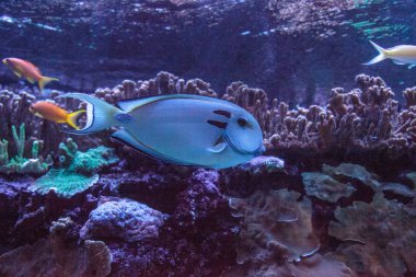 Doubleband surgeonfish Acanthurus tennenti bir mercan kayalığı yüzüyor.