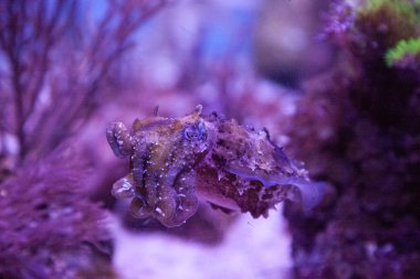 Cüce mürekkep balığı sepya bandensis Batı Pasifik Okyanusu yerli.