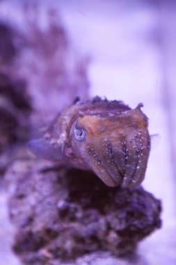 Cüce mürekkep balığı sepya bandensis Batı Pasifik Okyanusu yerli.