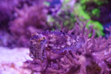 Cüce mürekkep balığı sepya bandensis Batı Pasifik Okyanusu yerli.