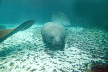 Batı Hint deniz ayısı veya deniz ineği Trichechus manatus olarak da bilinir Florida manatee tuzlu suda yüzüyor.