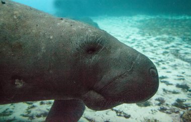 Batı Hint deniz ayısı veya deniz ineği Trichechus manatus olarak da bilinir Florida manatee tuzlu suda yüzüyor.