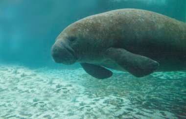Batı Hint deniz ayısı veya deniz ineği Trichechus manatus olarak da bilinir Florida manatee tuzlu suda yüzüyor.