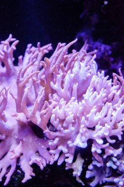 Bir deniz mercan resif tank deri mercan Sinularia.