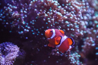 Ocellaris palyaço balığı Amphiprion ocellaris bir anemone içinde ve dışında bir mercan kayalığı taşır..