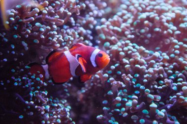 Ocellaris palyaço balığı Amphiprion ocellaris bir anemone içinde ve dışında bir mercan kayalığı taşır..