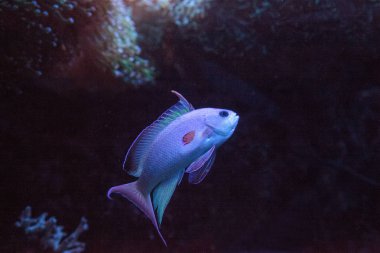 Flaşör wrasse carpenteri bir deniz resif yüzüyor Paracheilinus pembe.