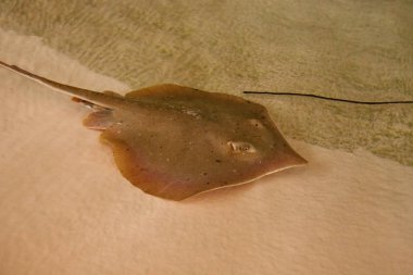 Sivri burunlu vatoz Himantura jenkinsii kum okyanus tabanının alt kısımdaki yiyecek bulmak onun ağız yoluyla sifts.