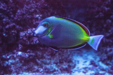 Kahverengi surgeonfish Acanthurus japonicas mercan resif üzerinde yüzer toz.