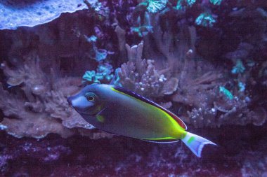 Kahverengi surgeonfish Acanthurus japonicas mercan resif üzerinde yüzer toz.