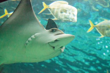 Büyük akvaryum tankı su üzerinden Güney Stingray Dasyatis americana kayar.