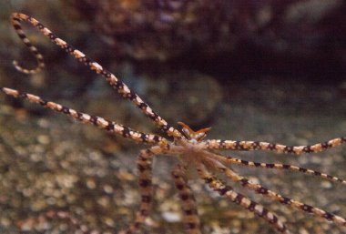Wunderpus ahtapot Wunderpus photogenicus uzun sekiz kolları yayılır ve araştırıyor.