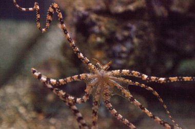 Wunderpus ahtapot Wunderpus photogenicus uzun sekiz kolları yayılır ve araştırıyor.