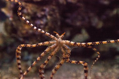 Wunderpus ahtapot Wunderpus photogenicus uzun sekiz kolları yayılır ve araştırıyor.