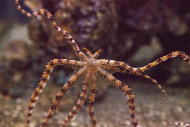 Wunderpus octopus Wunderpus photogenicus